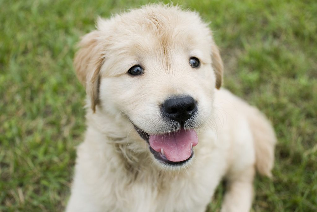 Tutto ciò che accade nelle differenti fasi di crescita di un cucciolo può influenzare il carattere e la personalità del nostro cane.